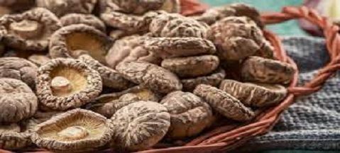 Mushroom Good for Lung Cancer