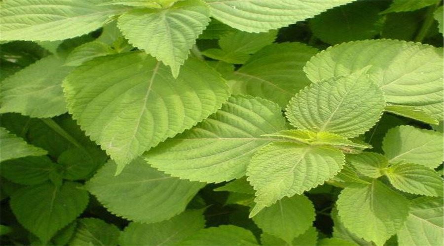 Un estudio encontró que la luteolina puede prevenir la hepatitis y el cáncer ...