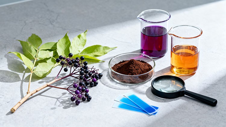 Are-there-negative-side-effects-of-elderberry Are-there-negative-side-effects-of-elderberry